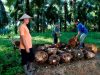 Harga Sawit Sempat Tertekan, PTPN IV PalmCo Jaga Serapan TBS Petani Sesuai Aturan
