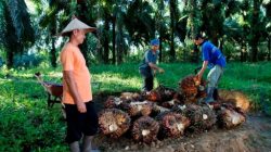 Harga Sawit Sempat Tertekan, PTPN IV PalmCo Jaga Serapan TBS Petani Sesuai Aturan