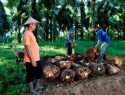 Harga Sawit Sempat Tertekan, PTPN IV PalmCo Jaga Serapan TBS Petani Sesuai Aturan