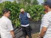 PHC Mirza Buktikan Hasil Nyata, Kebun Kopi Hanakau Lambar Tumbuh Lebih Cepat dan Berbunga Lebih Awal