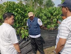 PHC Mirza Buktikan Hasil Nyata, Kebun Kopi Hanakau Lambar Tumbuh Lebih Cepat dan Berbunga Lebih Awal