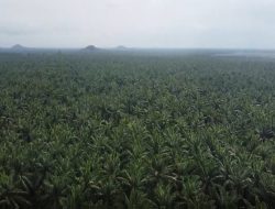 PTPN IV Regional VII Tegaskan Komitmen Kelola Aset dan Jaga Produktivitas Kebun Bekri