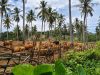 Produksi Peternakan Lampung Melonjak, Kinerja 2025 Lampaui Target