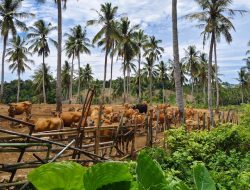 Produksi Peternakan Lampung Melonjak, Kinerja 2025 Lampaui Target