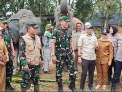 Gajah Way Kambas Aman dari Kebakaran