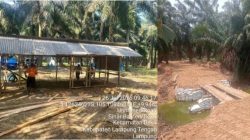 Sedih Kebun Bekri Dijarah, Serikat Pekerja PTPN VII: Tolong Selamatkan Sumber Nafkah Kami