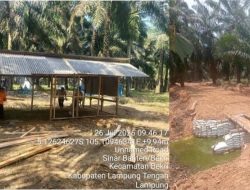Sedih Kebun Bekri Dijarah, Serikat Pekerja PTPN VII: Tolong Selamatkan Sumber Nafkah Kami